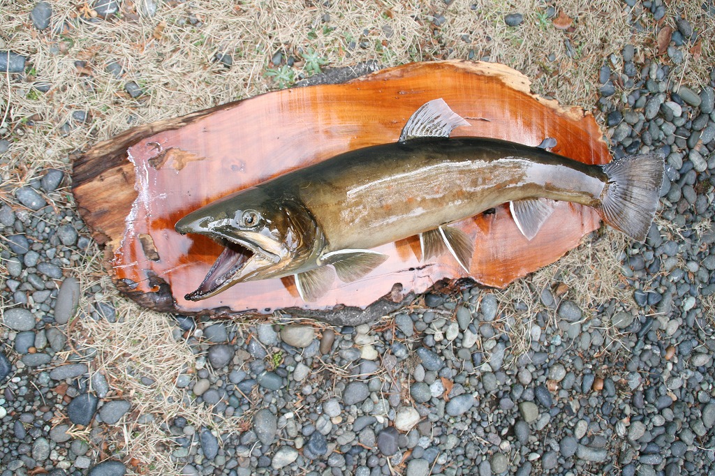 I's wood work's × 魚類剥製工房かげろう 水無月 90S ① I´s wood work