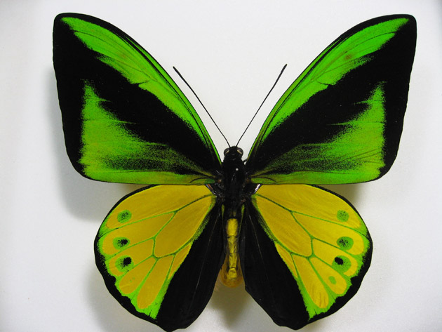 ゴライアストリバネアゲハ Ornithoptera goliath ～ 蝶の標本 麗蝶 ～