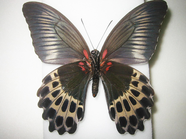 テンジクアゲハ Papilio polymnestor ～ 蝶の標本 麗蝶 ～