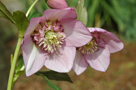 セミダブルのクリスマスローズを作ってみよう