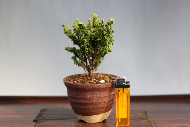 初雪石化桧 A0968☆松柏 石化桧 ミニ盆栽☆「送料無料」浦部陽向園