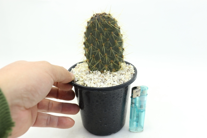 ガラパゴス団扇サボテン 金刺濃緑肌type A2566☆オプンチア サボテン