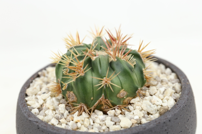 狂刺綾波モンスト 実生 A2863☆ホマロケファラ 綾波 サボテン☆「送料