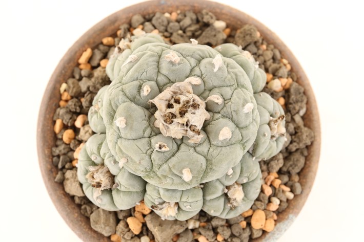 銀冠玉 皺疣type 実生 A3209☆ロフォフォラ サボテン☆「送料無料