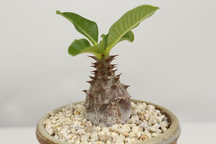 ウィンゾリー 輸入球 A3325☆パキポディウム コーデックス（塊根植物