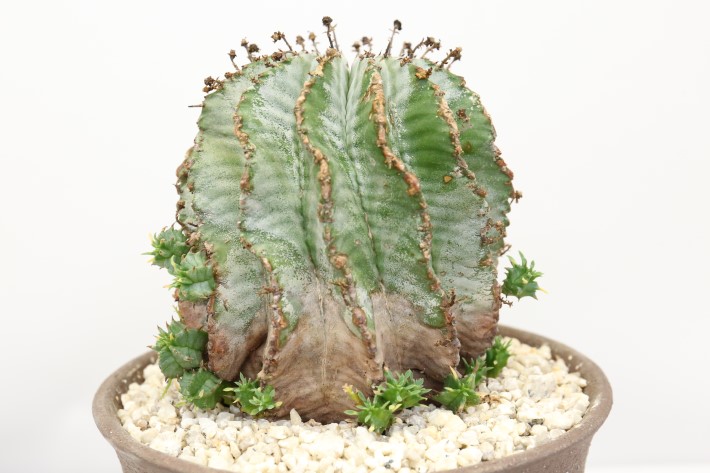 ゼブラ白衣ホリダ A3328☆ユーフォルビア ホリダ 多肉植物☆浦部陽向園