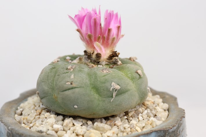 銀冠玉 大疣type 実生 A3336☆ロフォフォラ サボテン☆「送料無料