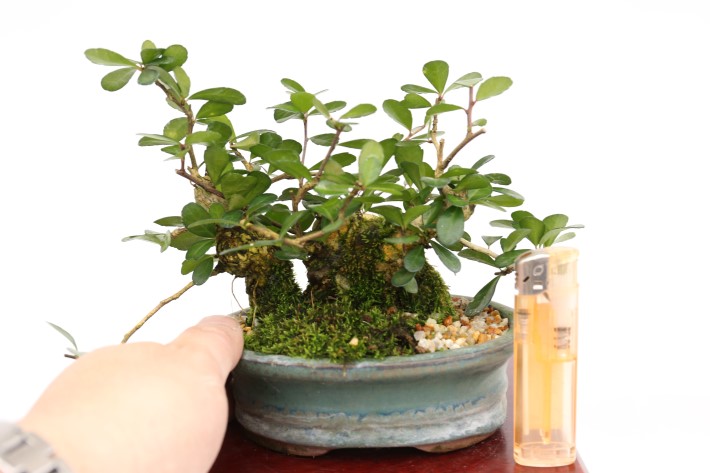 マッコウ A3443☆ハリツルマサキ 花物実物 小品盆栽☆「送料無料」浦部