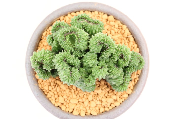 紅彩閣綴化×ホリダモンスト A3564☆ユーフォルビア 多肉植物☆浦部陽向園