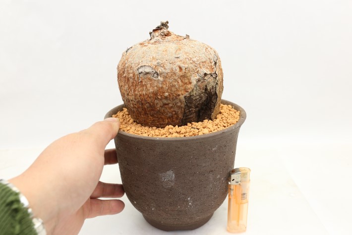 ボルシアーナ 輸入球 A3562☆イポメア 塊根植物 多肉植物☆「送料無料