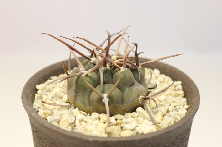 送料無料】守金魔天竜 ギムノカリキウム 実生 A3768｜サボテン｜浦部陽向園