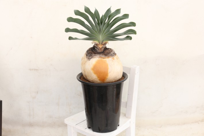 送料無料】ハエマンソイデス ブーファン 輸入球 A3844｜多肉植物 塊根