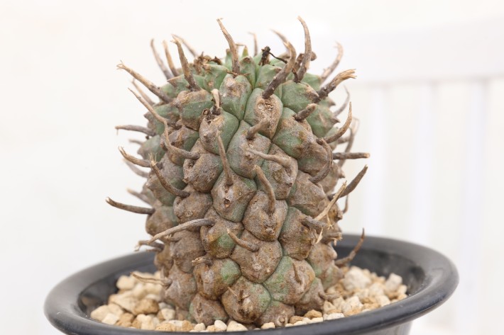 送料無料】闘牛角 スコエンランディー ユーフォルビア 輸入球 A3875