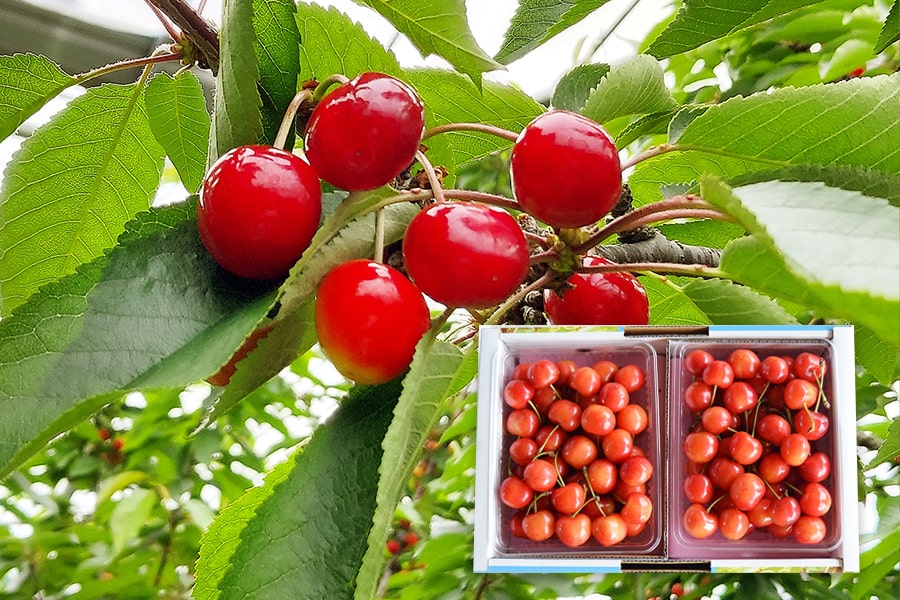 ご家庭用》さくらんぼ紅秀峰1kgバラ詰(500g×2)