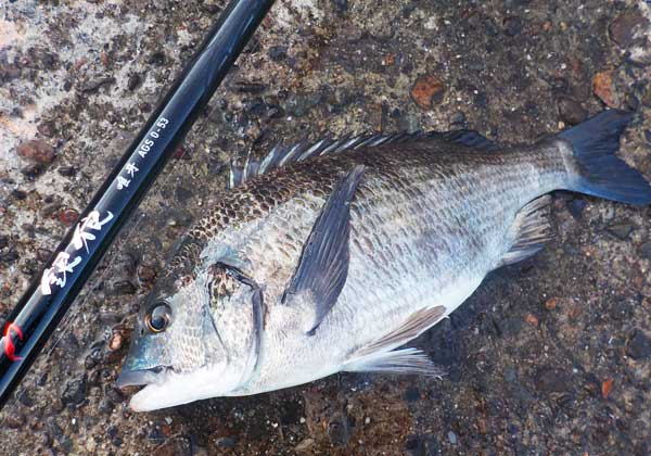 ダイワ 銀狼 唯牙 AGS 0号-53(4代目2018年春発売) - フカセでチヌ！