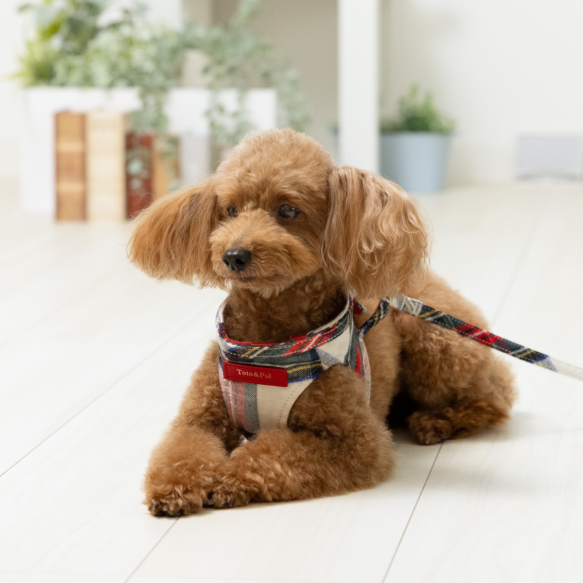 BODY HARNESS（ボディーハーネス）／レティチェック：Toto & Pal