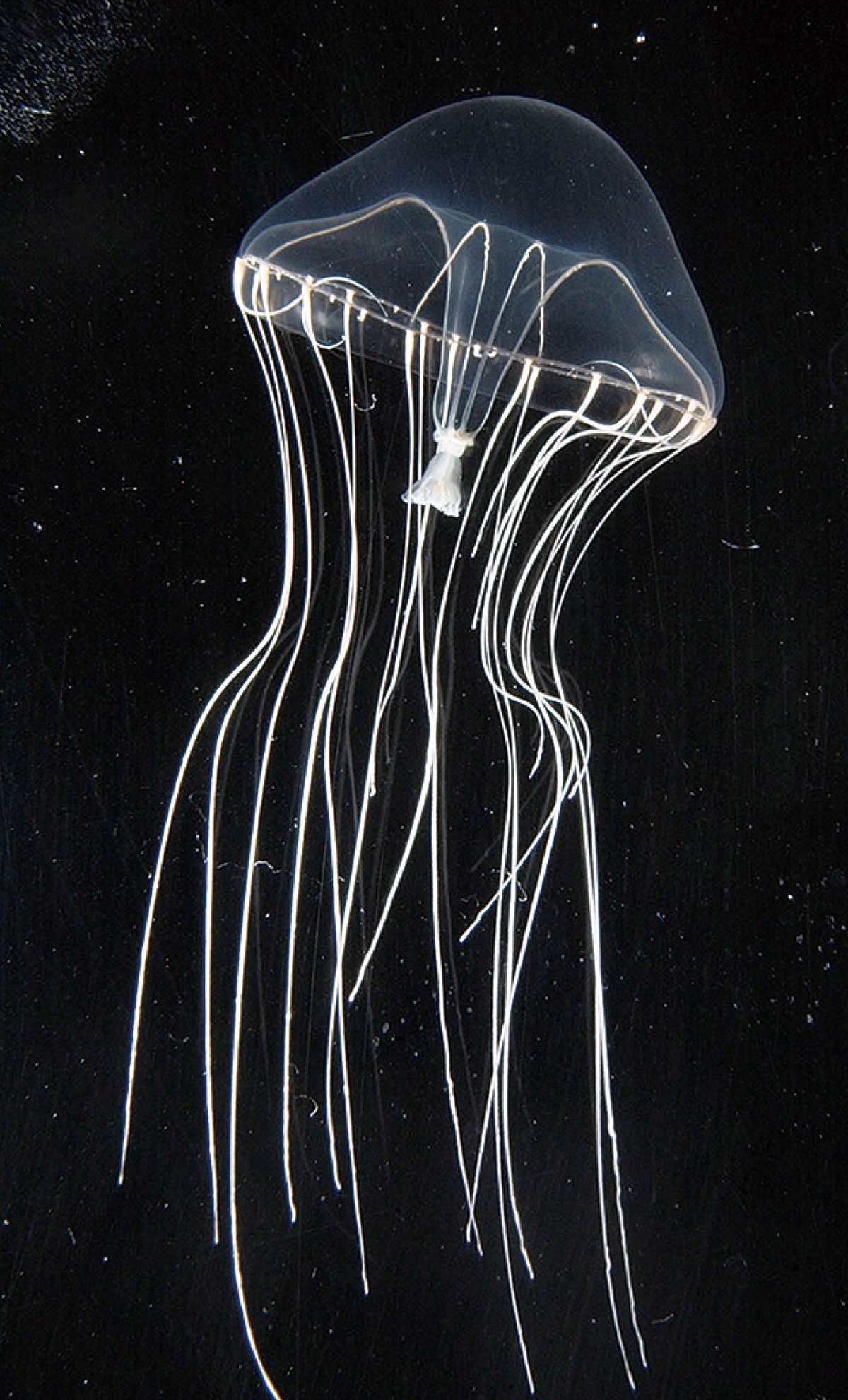 実は新種でした えのすいの人気クラゲ | 鎌倉 | タウンニュース