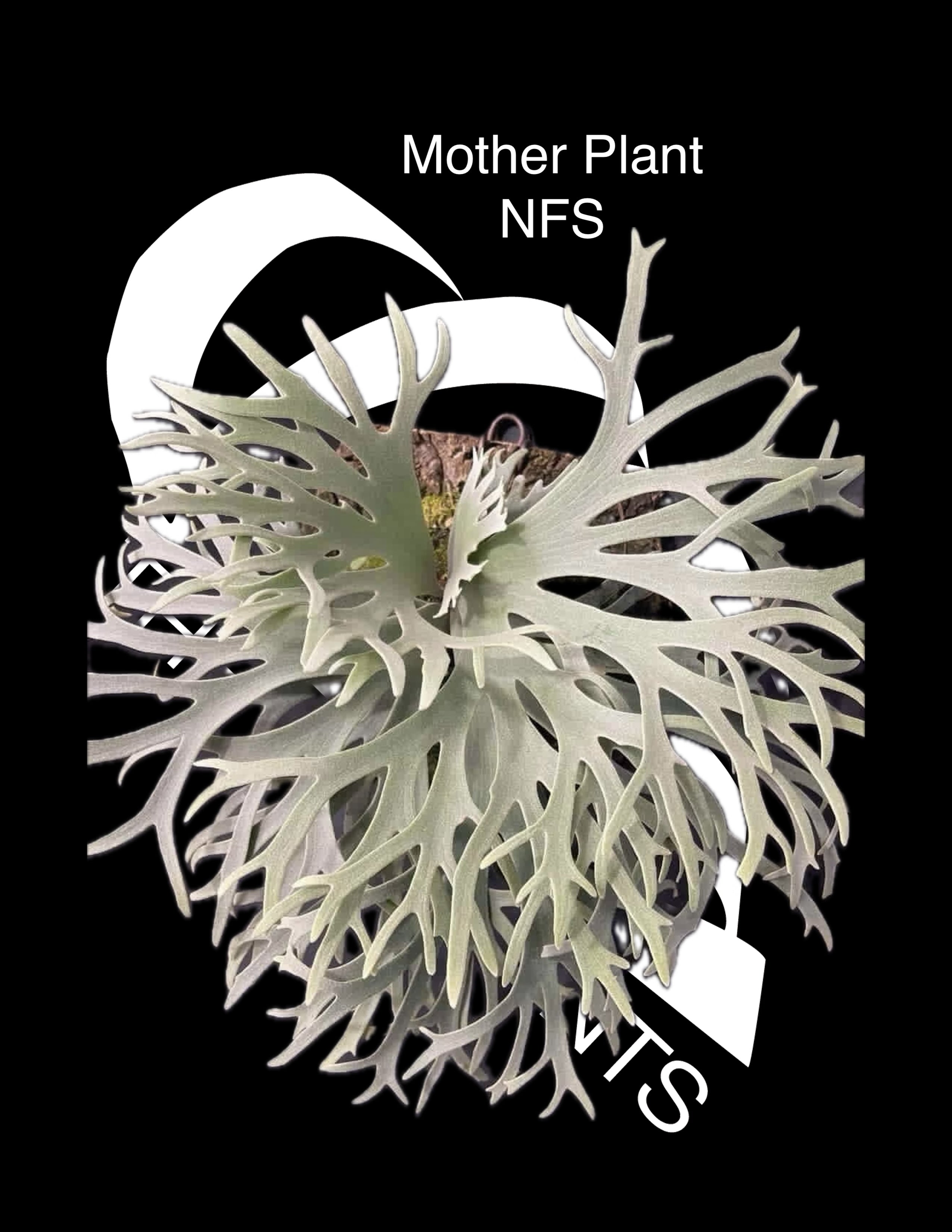 PLATYCERIUM - page - thebasements.com