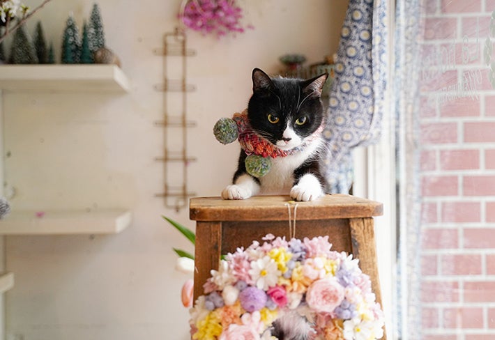 カラフルな花にかこまれた、絵になるおしゃれな白黒猫「スカ」 : 読売新聞