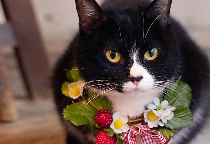 カラフルな花にかこまれた、絵になるおしゃれな白黒猫「スカ」 : 読売新聞