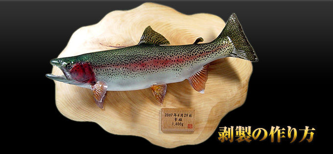 剥製の作り方 愛知県名古屋にある魚類剥製の製作・販売・修理の「ゆあ