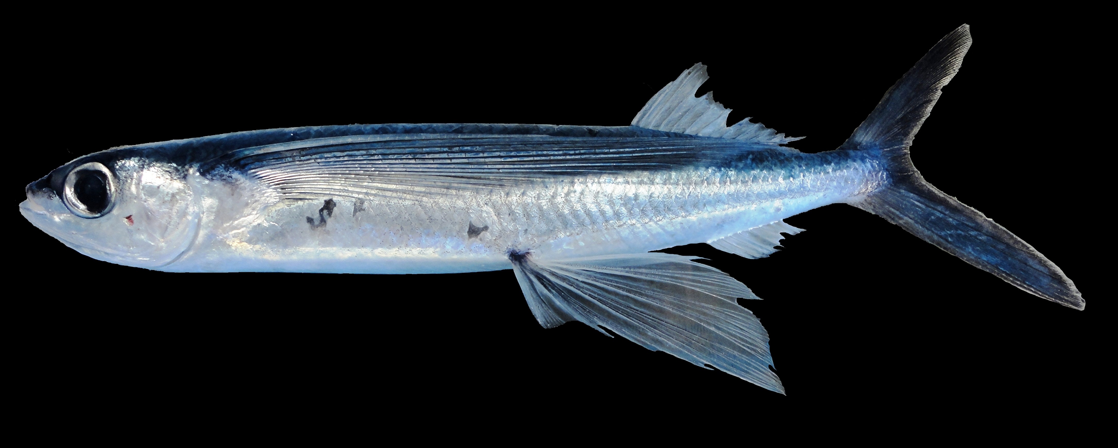 ツクシトビウオ - WEB魚図鑑