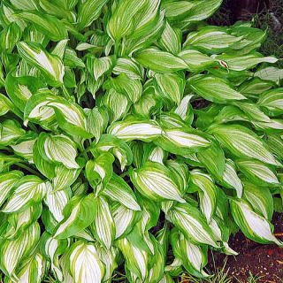 ギボウシ（ホスタ） 新・花と緑の詳しい図鑑