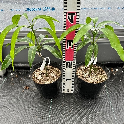 マンゴー苗 品種 グレン 10号特大 マンゴー苗 グレン 10号特大 玉文