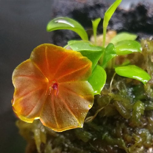 ZERO PLANTS / Foresta ミスティングシステム・ミストシステムの