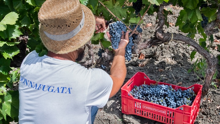 ミッレ・エ・ウナ・ノッテ - イタリアワイン | イタリア,シチリア島