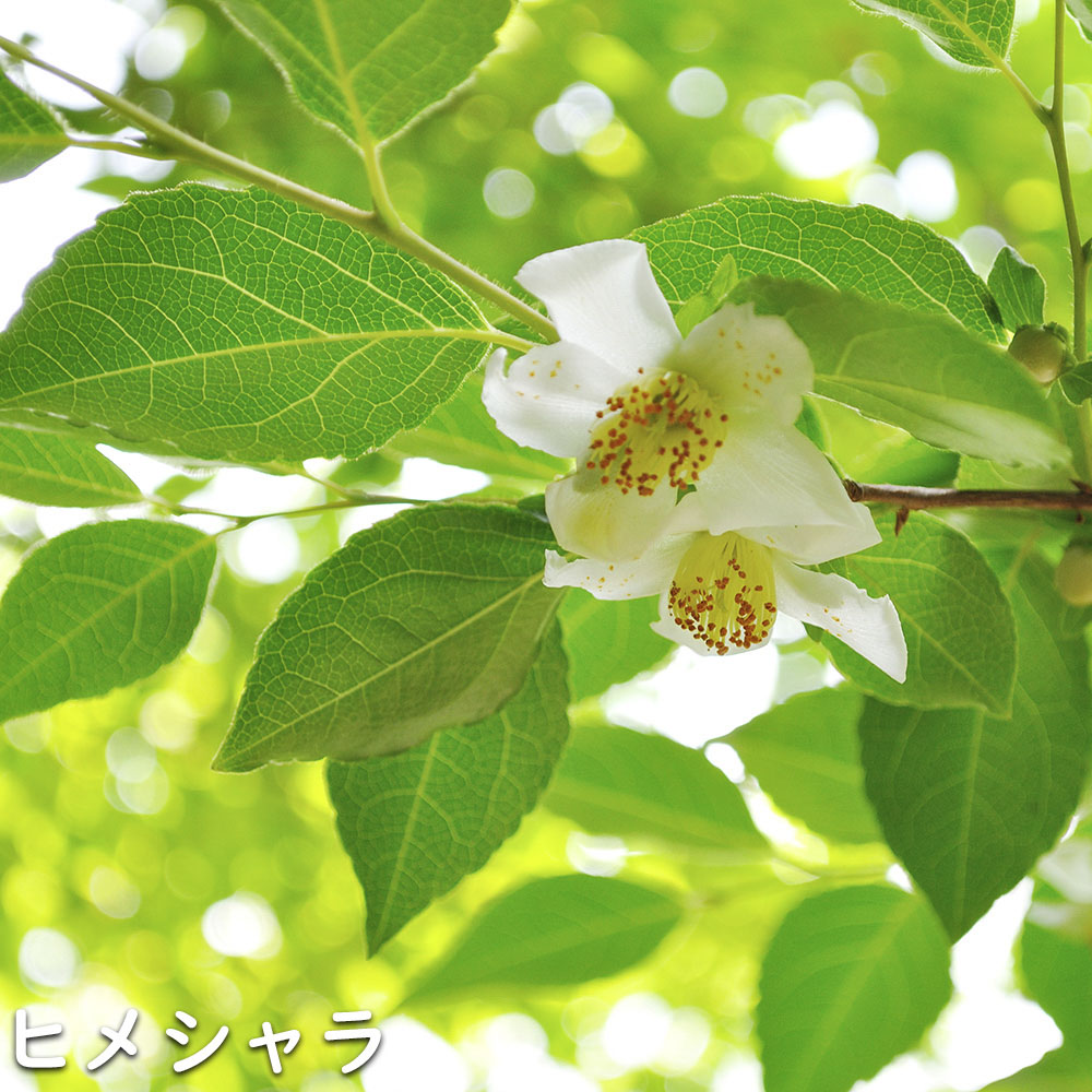 ヒメシャラ 苗木 販売 トオヤマグリーン