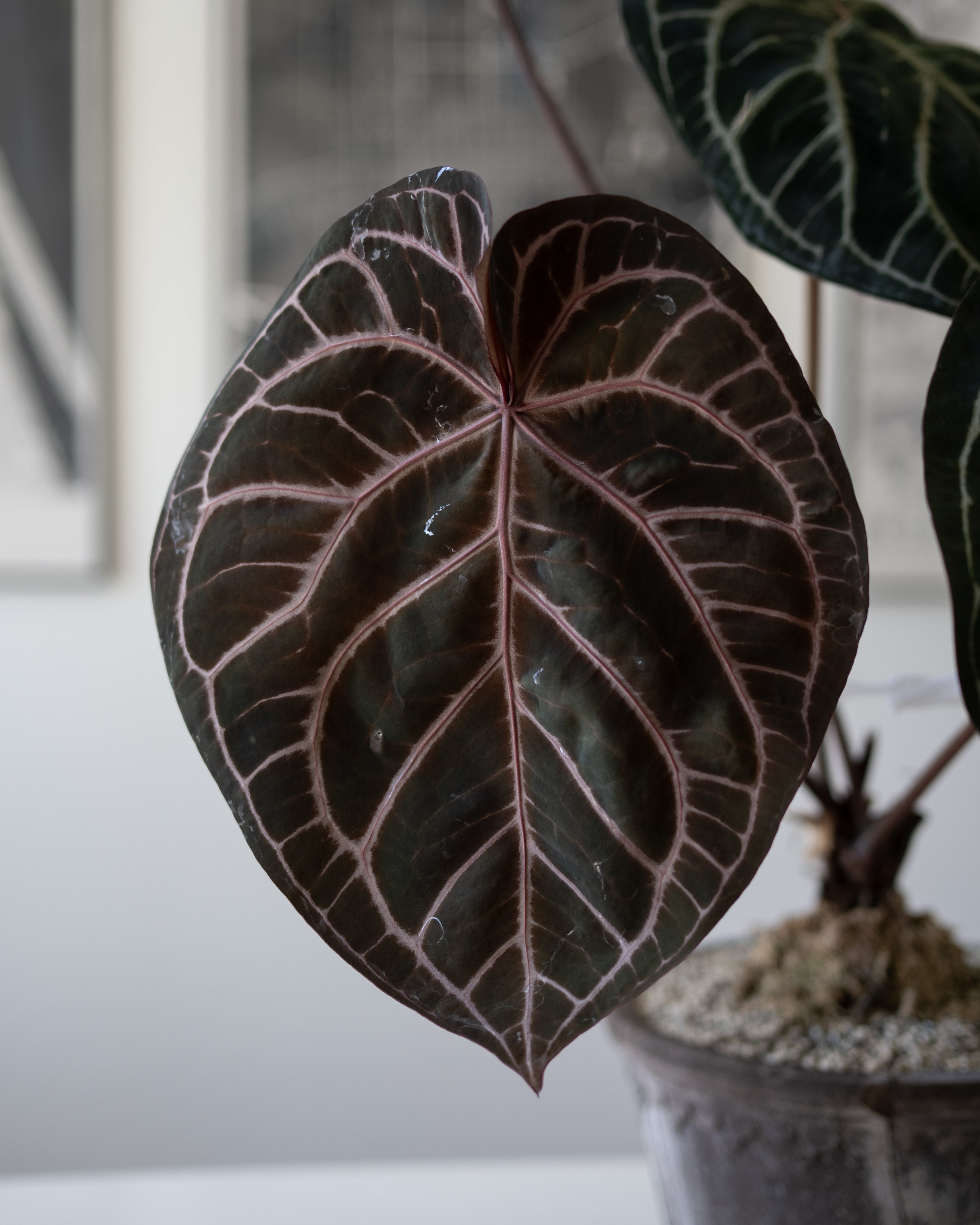 NSE Anthurium Carlablackiae X Tezula Anthurium Red Crystallinum