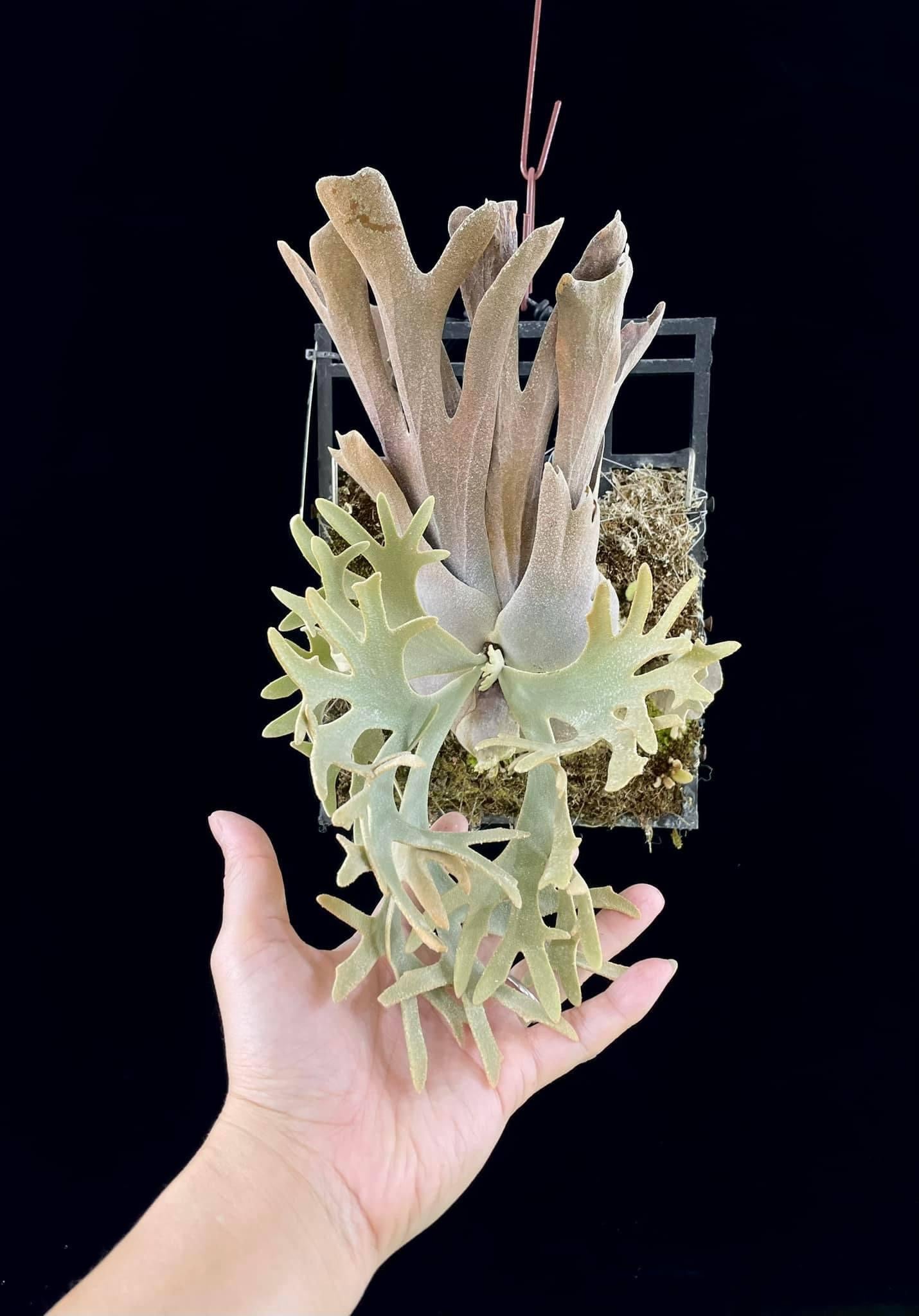 P. Willinckii Yellow Moon spore Dwarf | Rare Collectible – HCorchids
