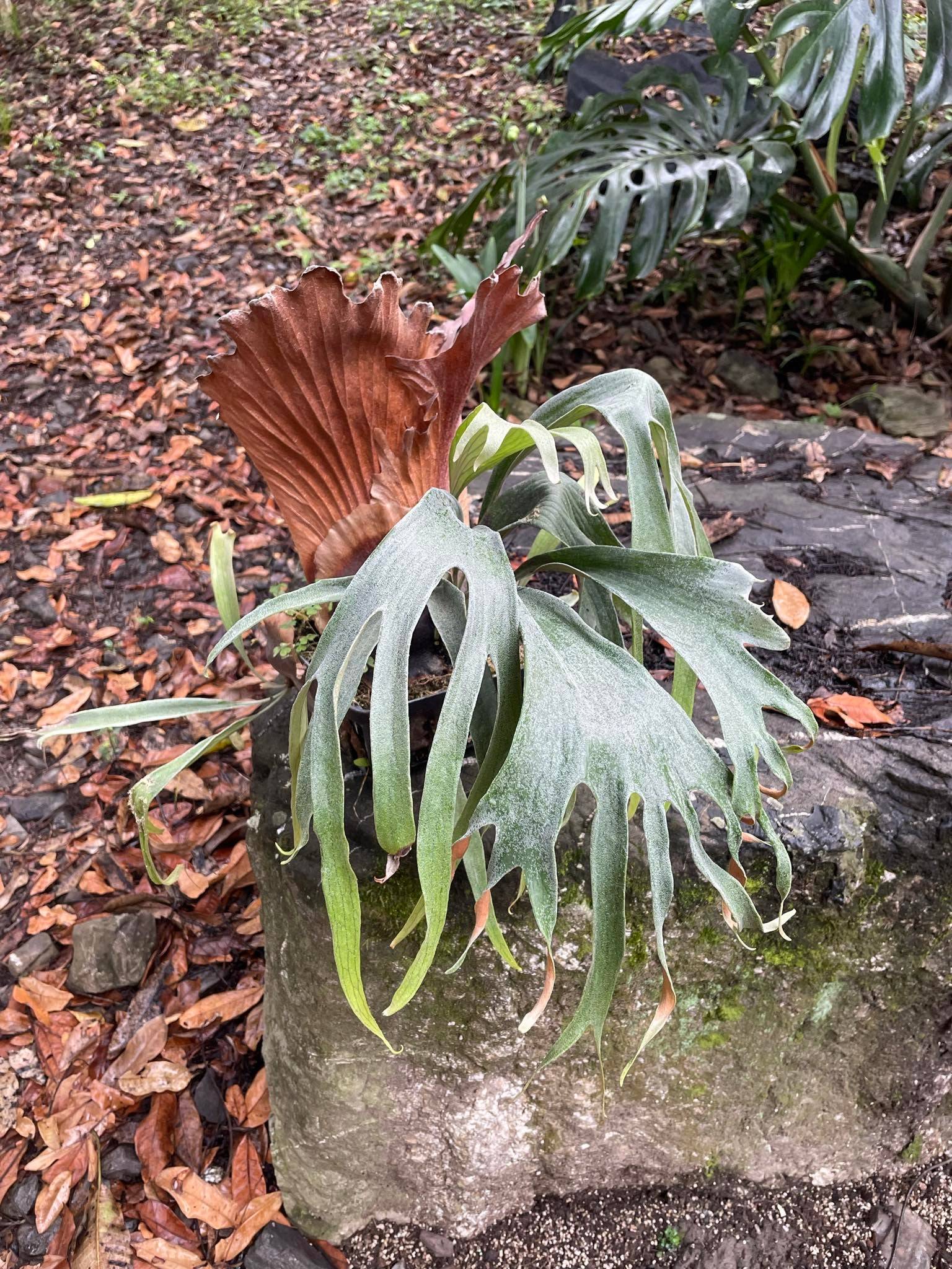 Playtcerium Collection - Collectible Platycerium USA – HCorchids