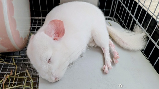 チンチラのクーラーその2 ペットのクーラー公式サイト