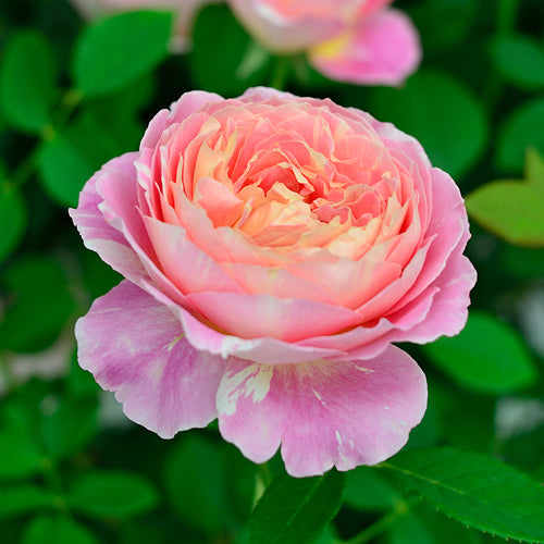 展示会用の見本苗】クロード・モネ（2711M） – はなはなショップ