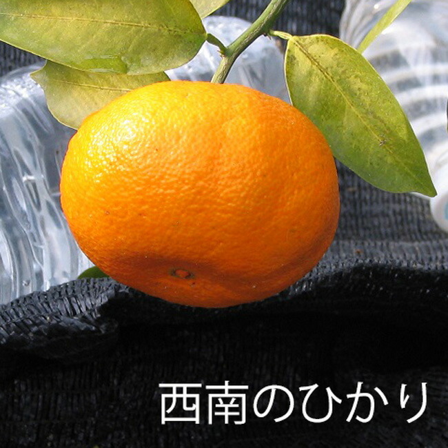 西南のひかり タンゴール 苗 おすすめ 苗木部 By 花ひろばオンライン