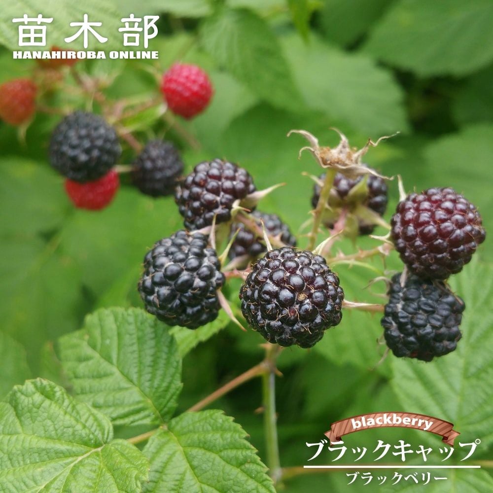 ラズベリー・ブラックベリー | 苗木部 本店 By 花ひろばオンライン