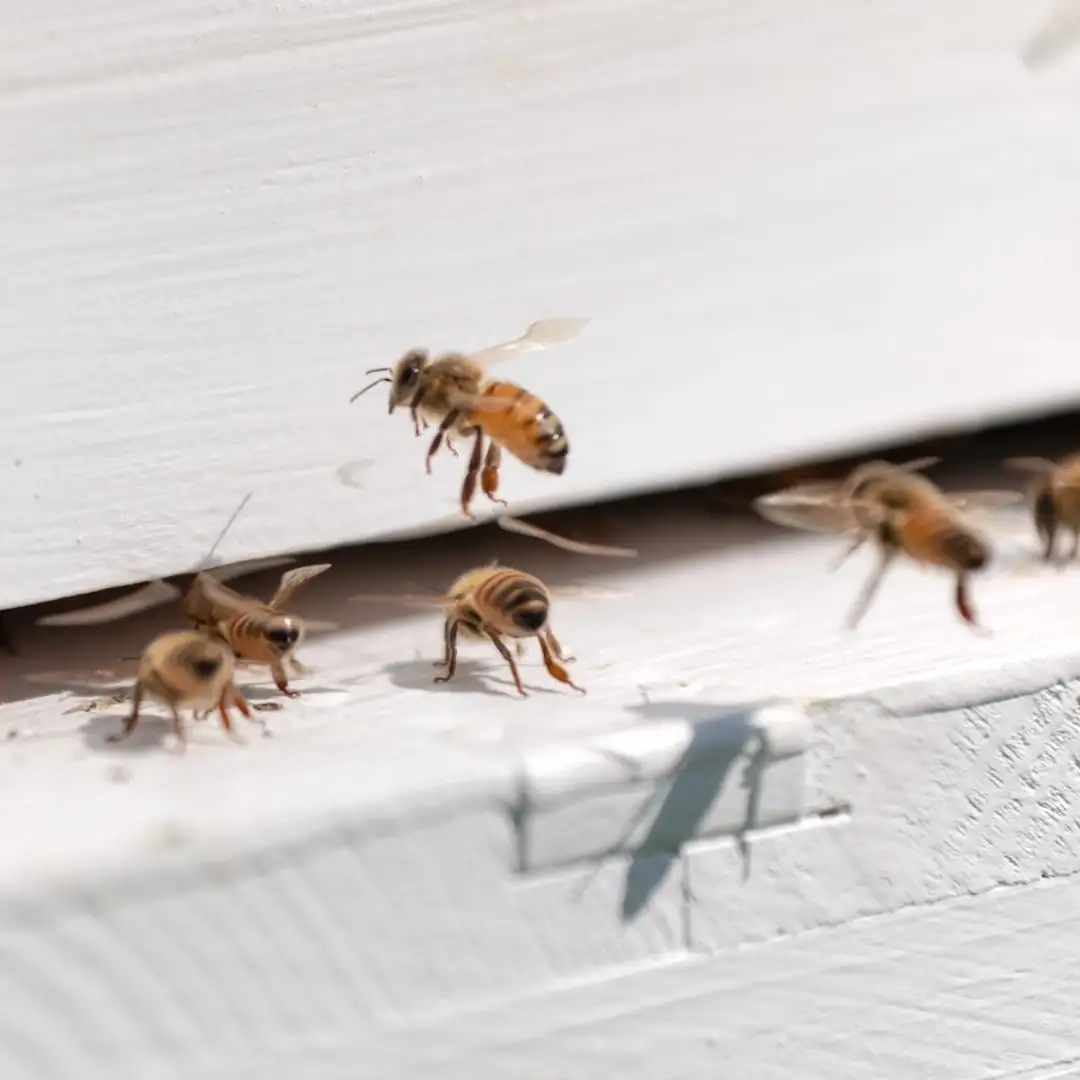 カナダ産ホワイトクローバー｜HACCI公式オンラインストア