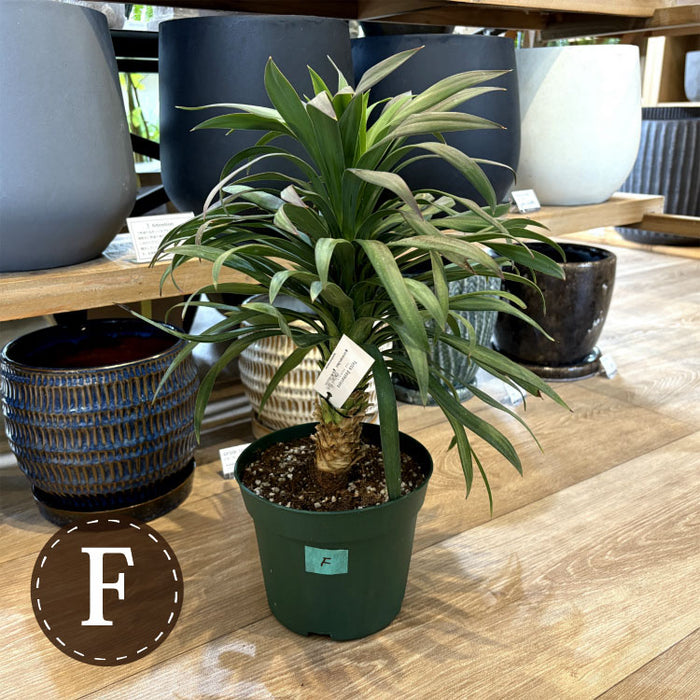 tb194_16_700x.jpg?v=1744953196