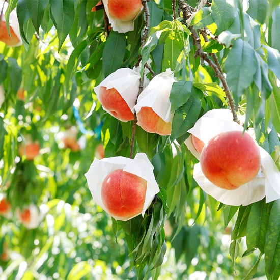 樹上完熟もも【3L玉/6個】〈綱崎農園〉 – ハーベスト