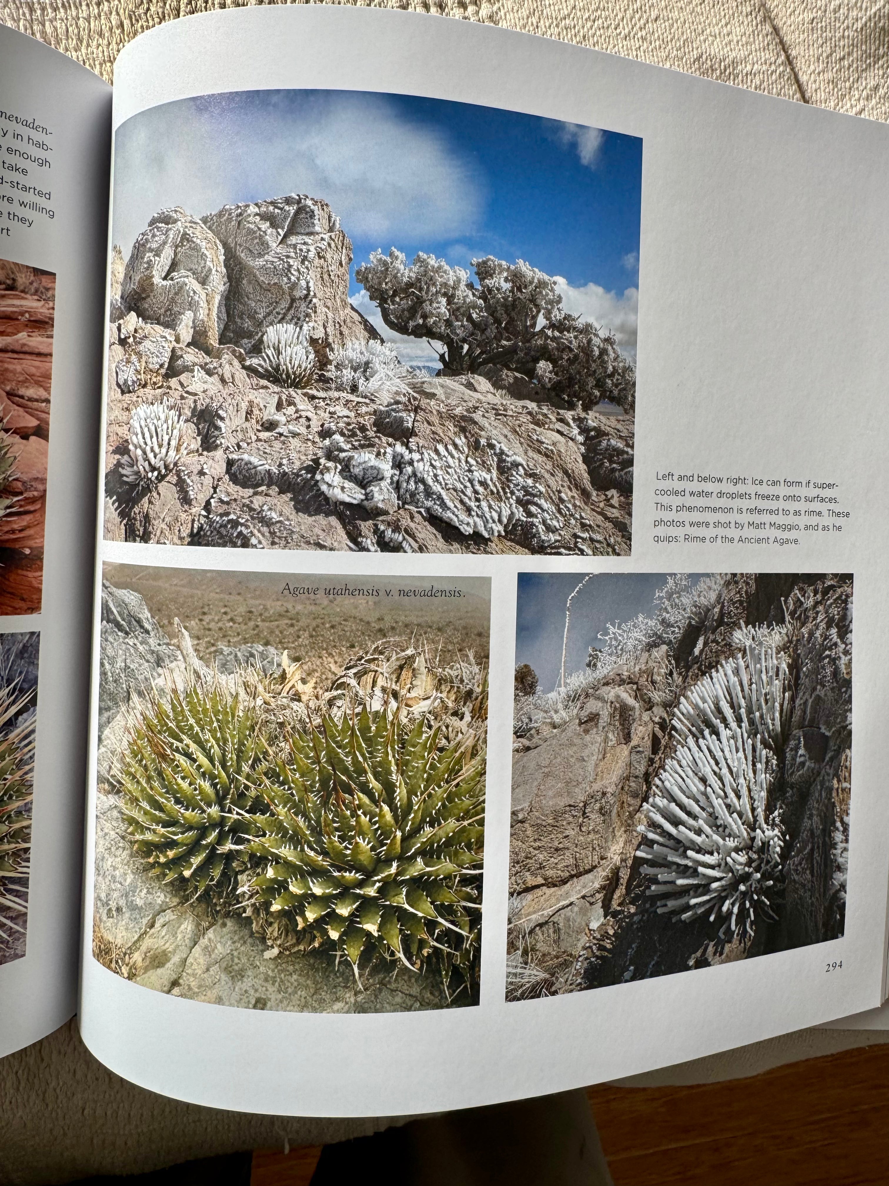 Agaves, species, cultivars, & hybrids 2nd Ed. – Hidden Agave
