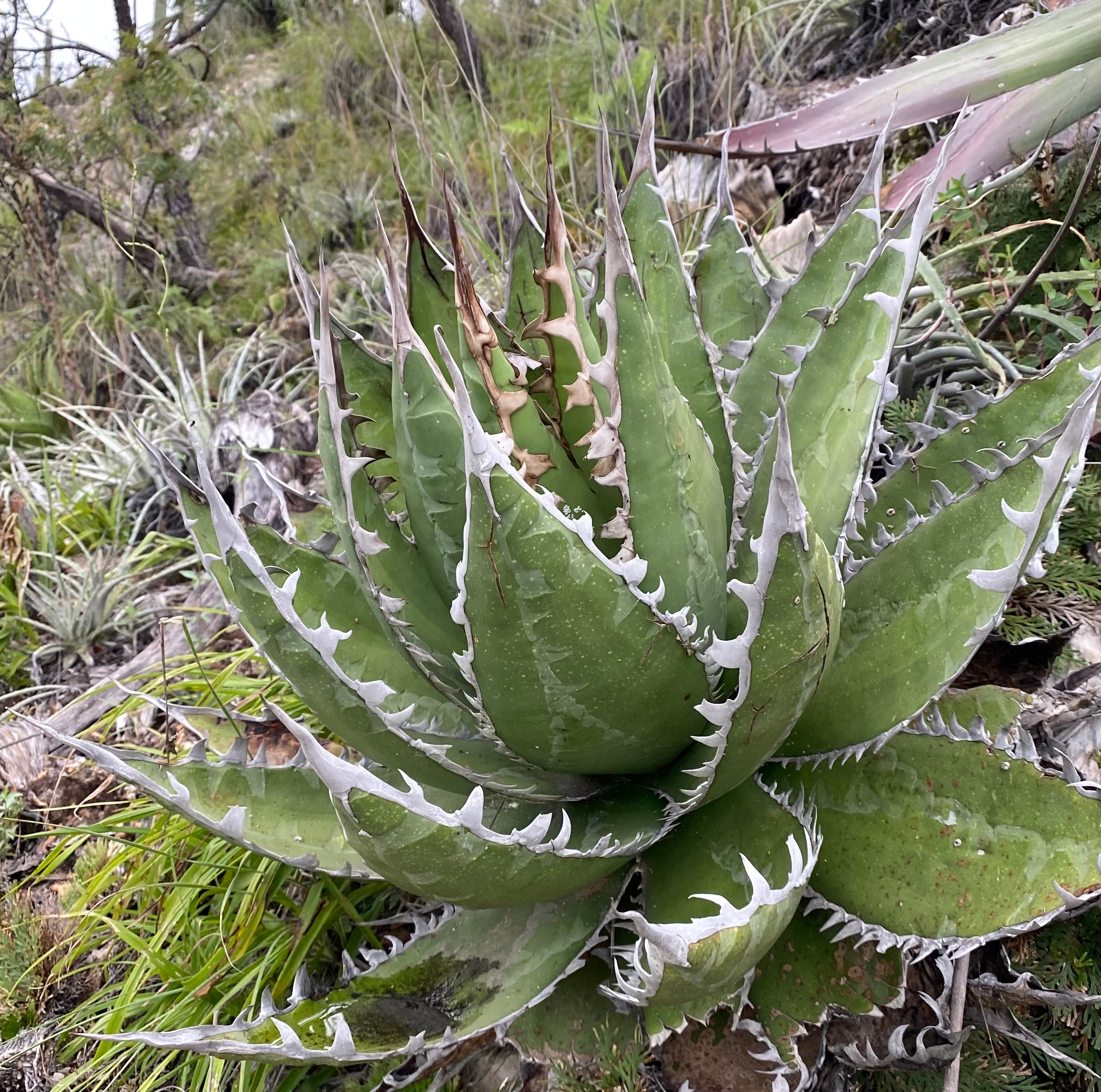 Agave megalodonta – Hidden Agave