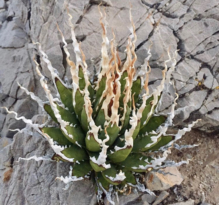 Agave utahensis var. eborispina – Hidden Agave