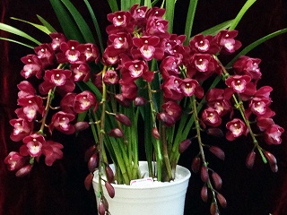 シンビジューム.ワインシャワーアーチ - 土方洋蘭園：花と緑に包まれた