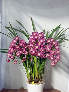 シンビジュームの品種 山梨県甲府市土方洋蘭園 - 土方洋蘭園：花と緑に