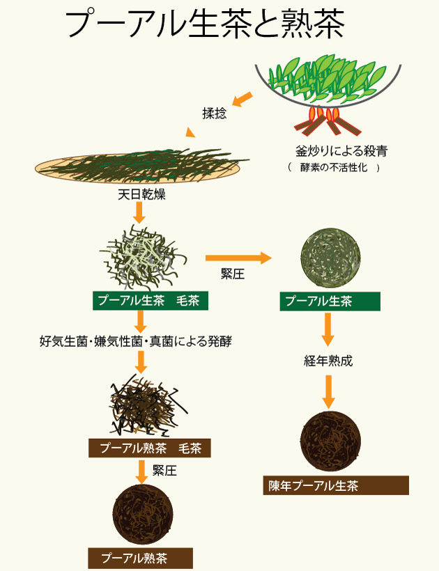 勐海普洱熟茶: プーアル茶 : お茶の専門HOJO