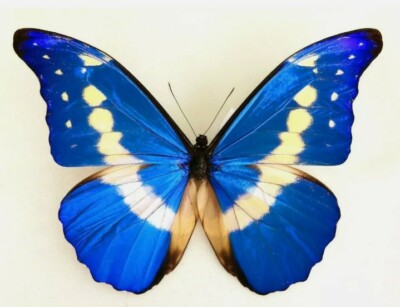 標本 Peru Morpho helena 134mm 標本 Peru Morpho helena 134mm very