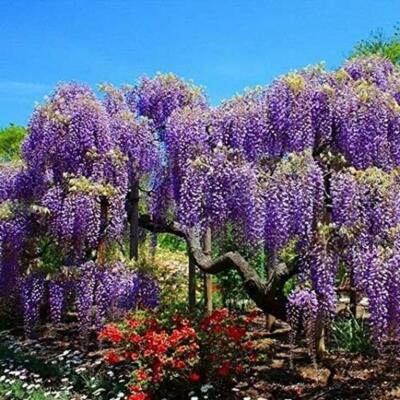 MISS CALLY' JAPANESE WISTERIA FLORIBUNDA LIVE PLANT 24+ INCHES | eBay
