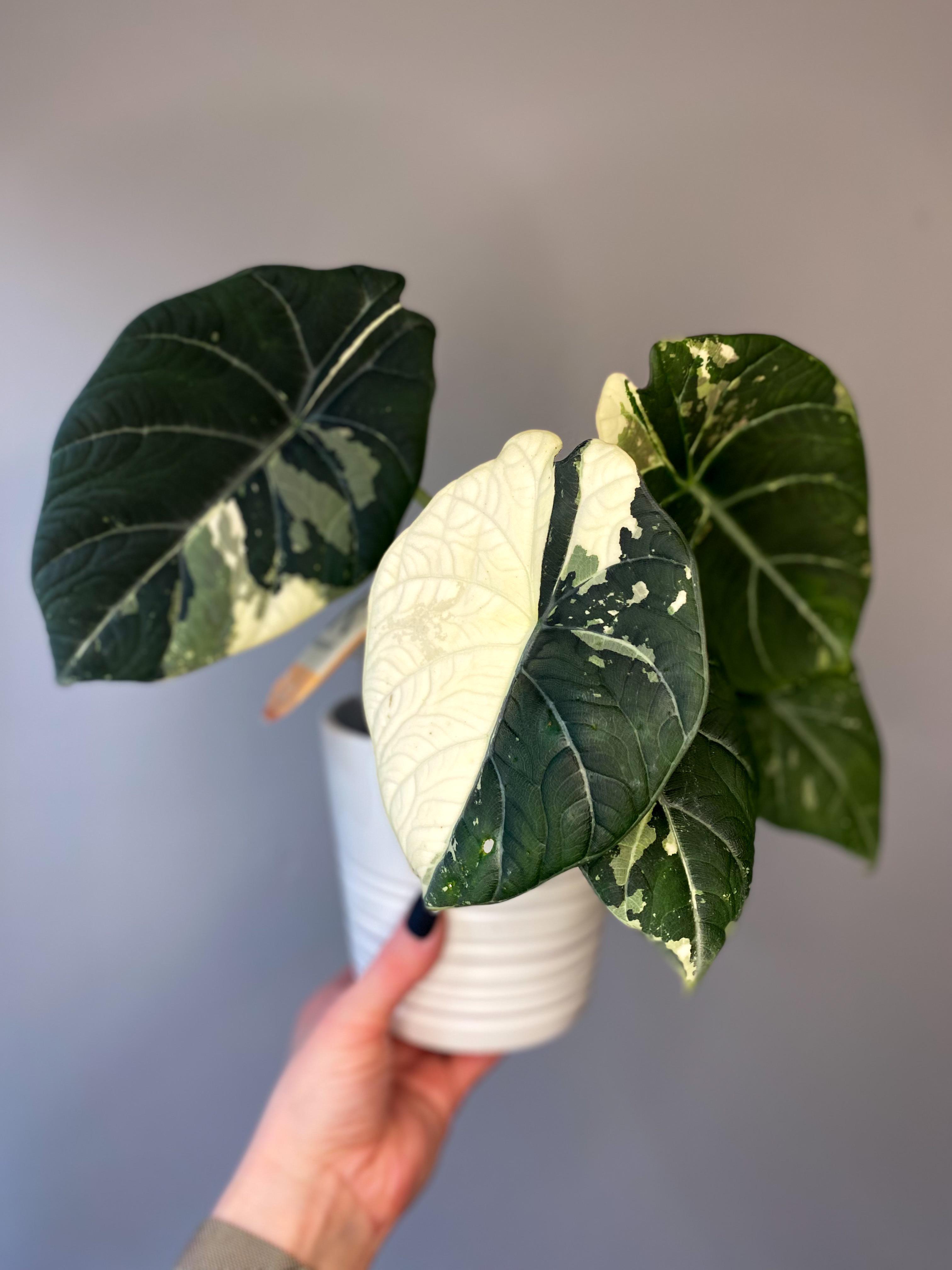 アロカシア・マハラニ・アルボ : r/alocasia